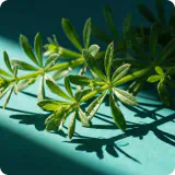 Cleavers