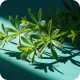 Cleavers