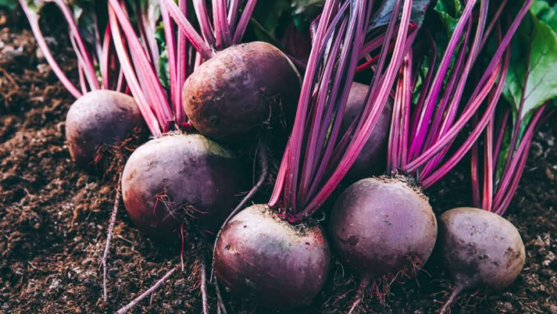 Beet Root Extract