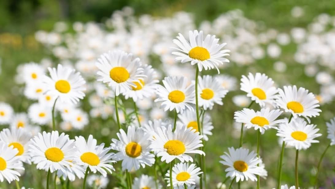 Chamomile