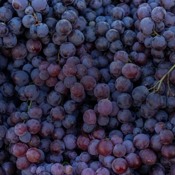 Grape Seed Extract