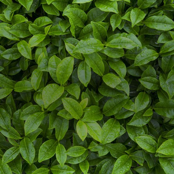 Green Tea Extract
