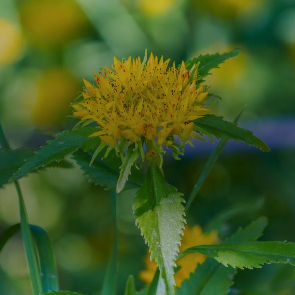 Rhodiola