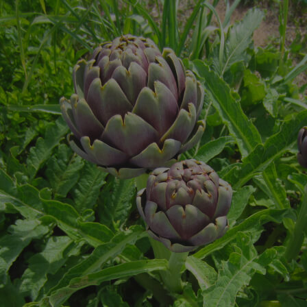 Artichoke Leaf