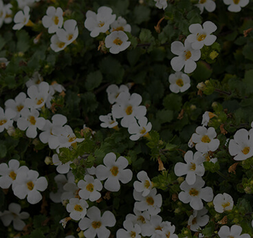 Bacopa Aerial