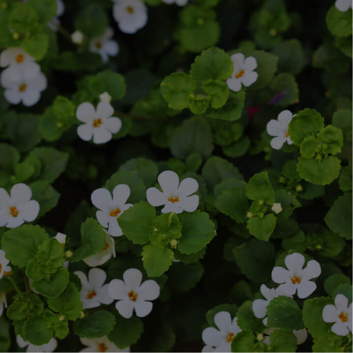 Bacopa monnieri (whole herb)