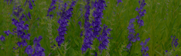 Skullcap