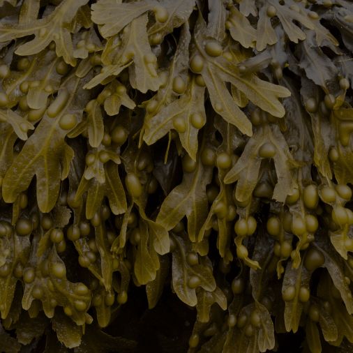 Bladder&shy;wrack
