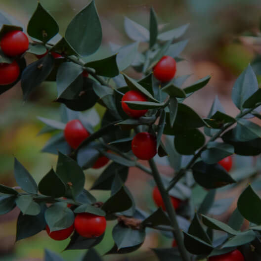 Butcher’s Broom