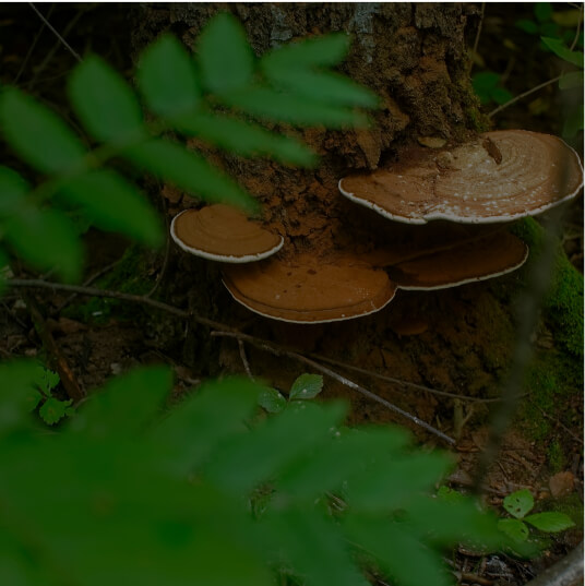 Chaga Mushroom (Inonotus obliquus)