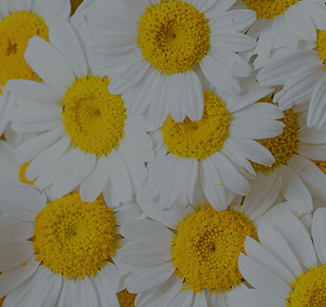 Chamomile