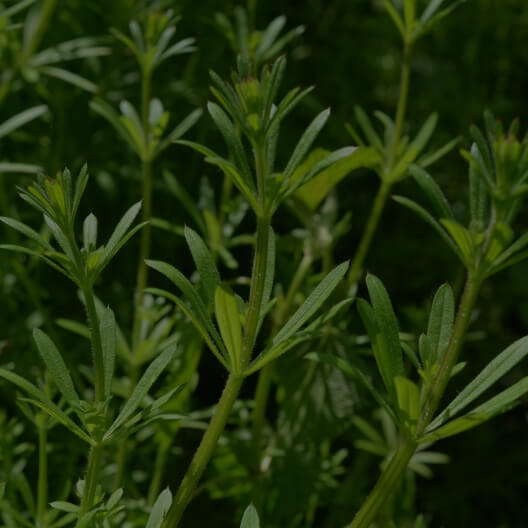 Cleavers