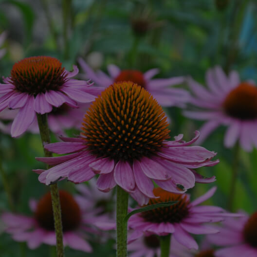 Echinacea purpurea