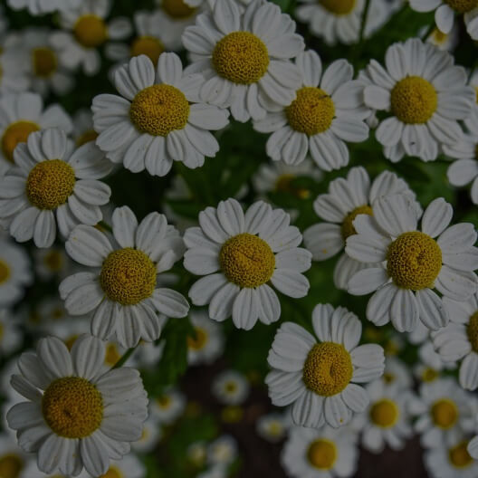 Feverfew
