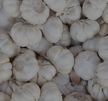 Garlic Bulb