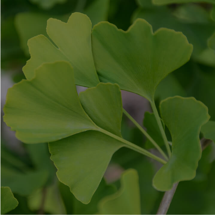 Ginkgo biloba (leaf)