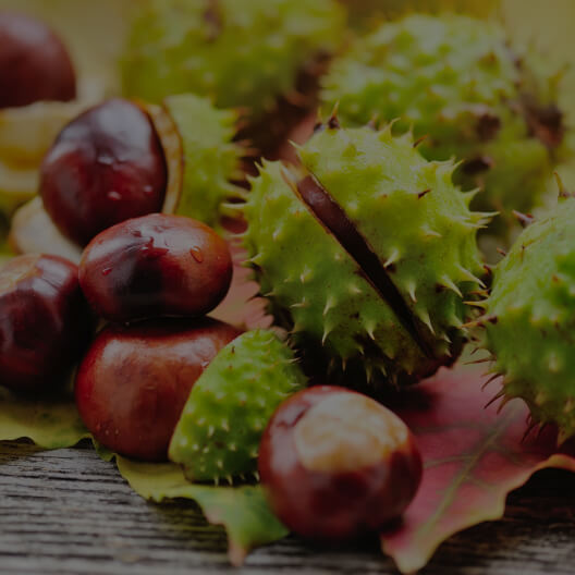 Horse Chestnut (seed)