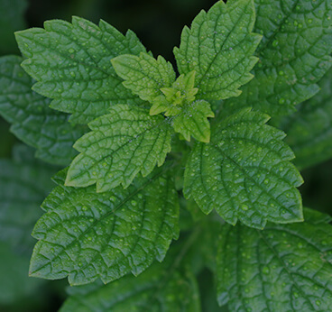 Lemon Balm
