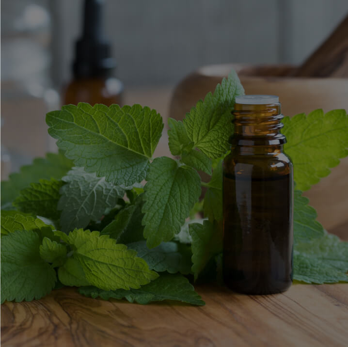 Lemon Balm (Melissa officinalis)