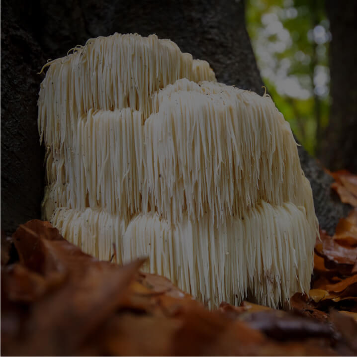 Lion’s Mane Mushroom