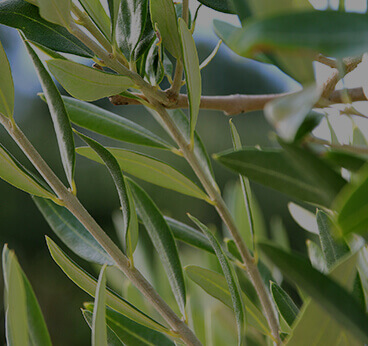 Olive Leaf