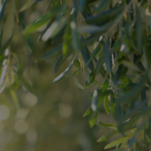 Olive Leaf