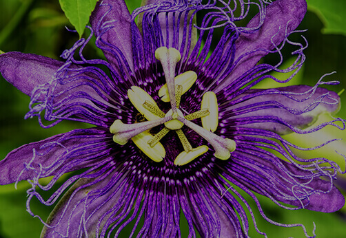 Passion Flower