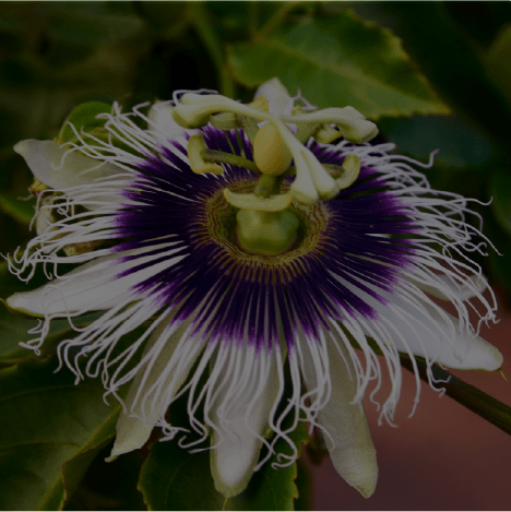 Passion flower
