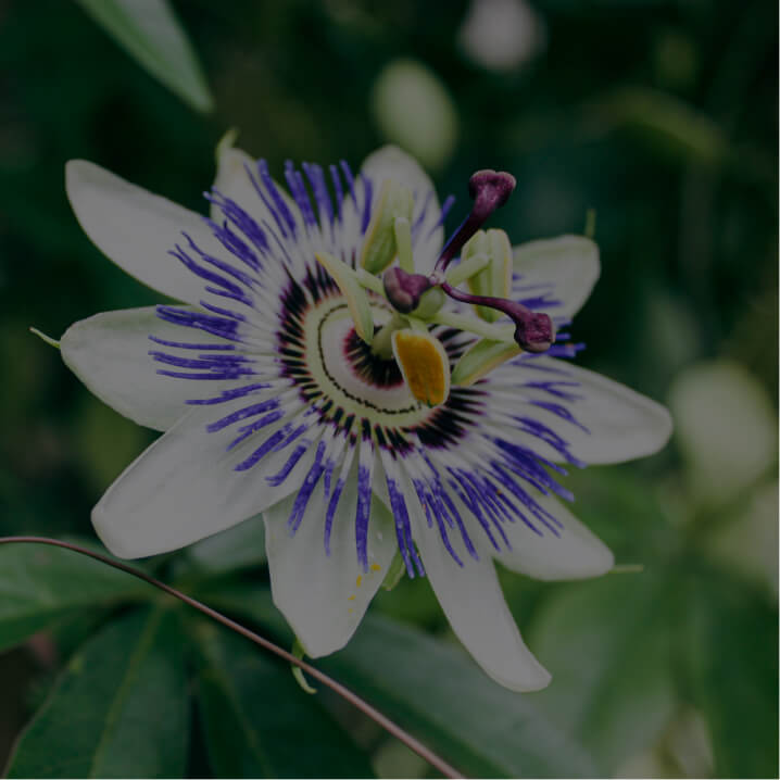 Passion&shy;flower (Passiflora Incarnata Linnaeus)
