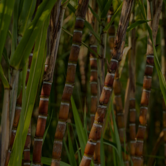 Poli&shy;cosanol (from sugar cane)