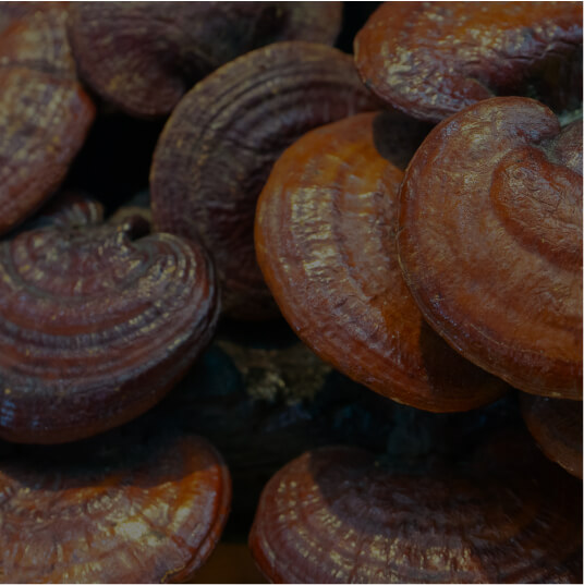 Reishi Mushroom (Ganoderma lucidum)