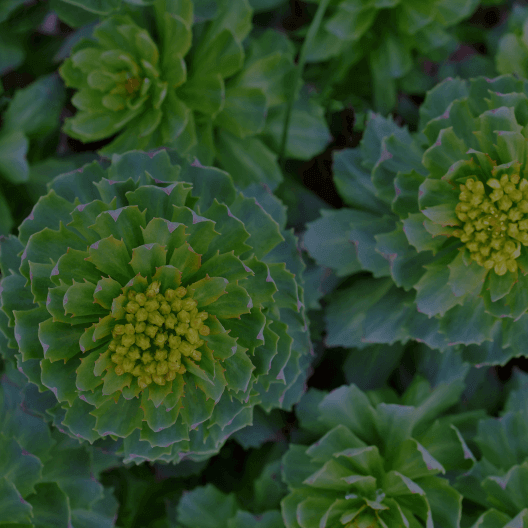 <span class='md-sm'>Rhodiola crenulata Root Extract (2% salidrosides)</span>