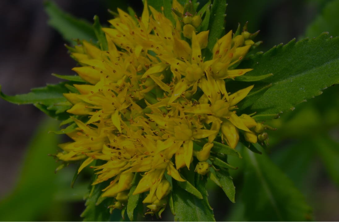 Rhodiola Rosea (root)