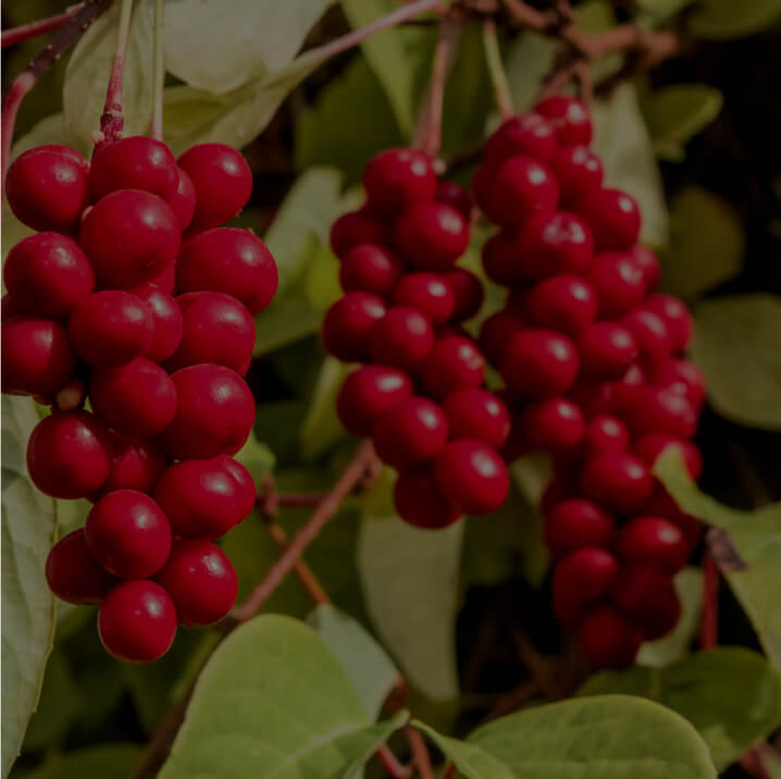 Schisandra Fruit