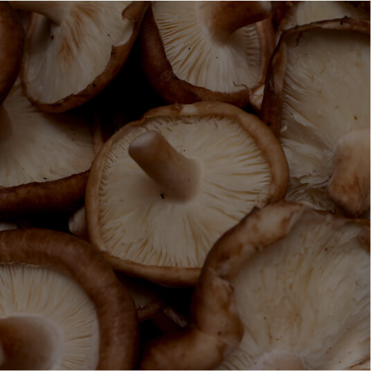 Shiitake Mushroom (Lentinula edodes) 