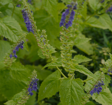Skullcap
