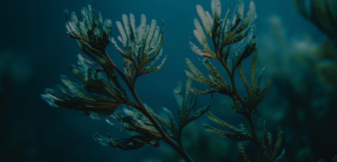 Spirulina