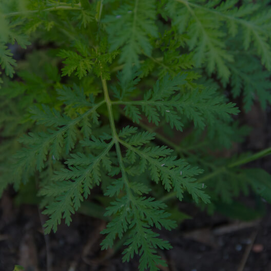 Sweet Wormwood