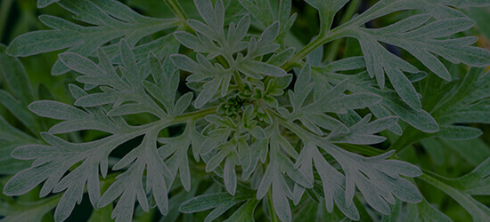 Wormwood